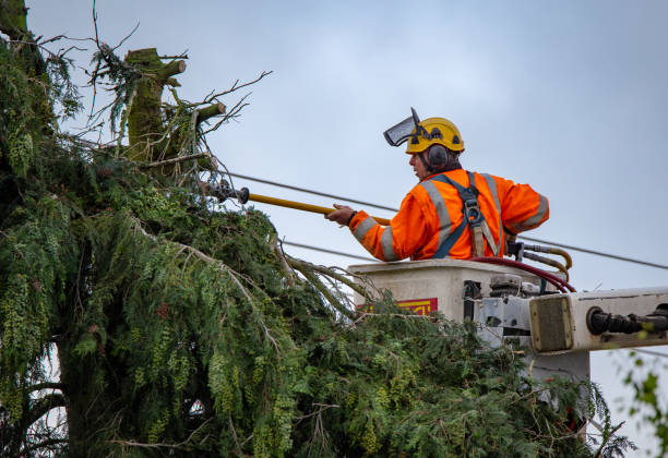 How Our Tree Care Process Works  in  Ketchikan, AK