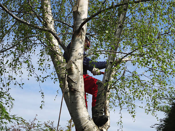 Best Tree Trimming and Pruning  in Ketchikan, AK